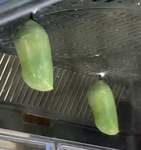 Monarch cocoons