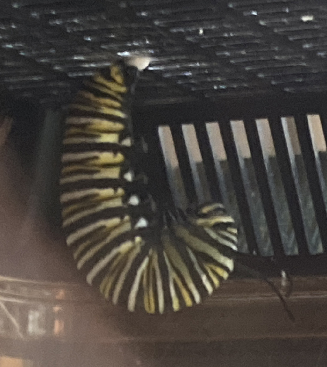 Monarch J-shape