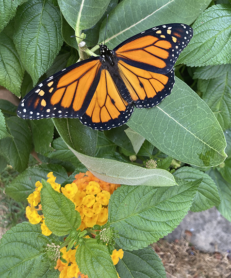 Monarch butterfly hatched