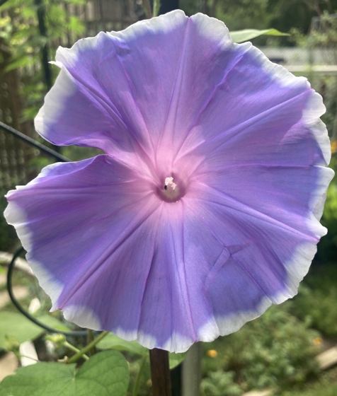 Photo of morning glory from my mom's garden