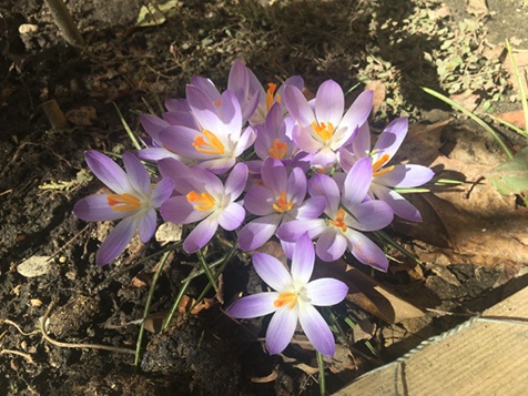 first crocuses of Spring