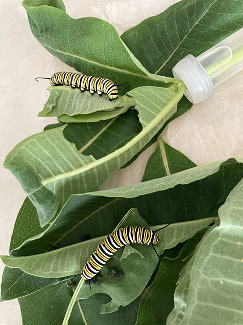 Monarch butterfly caterpillars