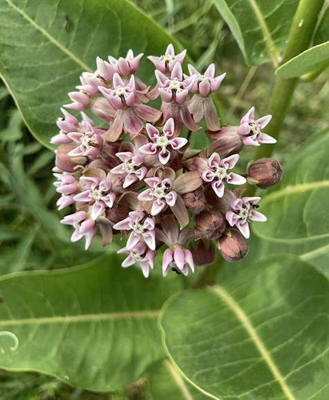 Milkweed flower