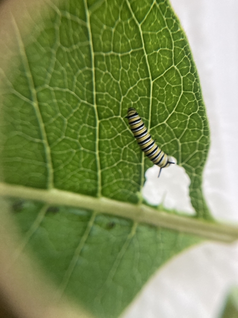 Monarch butterfly magnified tiny caterpillar