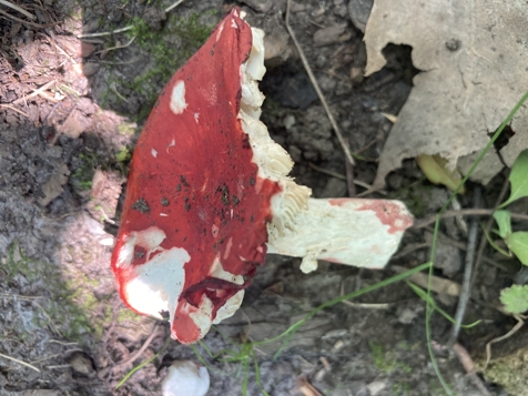 Mushroom I found and photographed 1