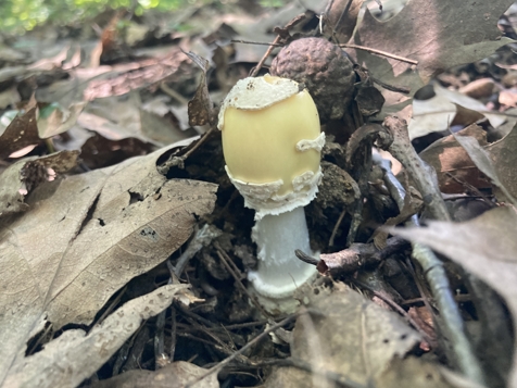 Mushroom I found and photographed 3