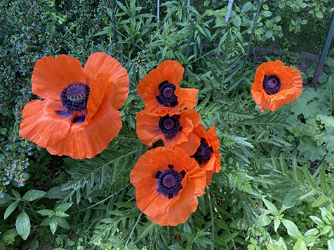 Oriental Poppies
