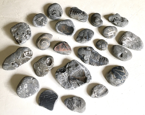 Ontario fossils