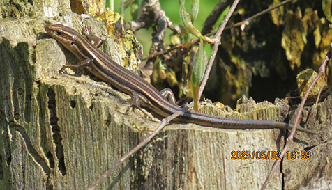 5-lined skink from Point Pelee 2025