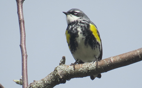 Yellow-rumped warbler Presqu'ile 2025
