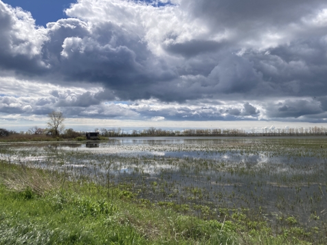 Hillman Marsh