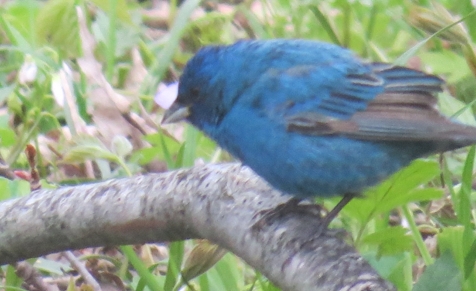 Indigo Bunting