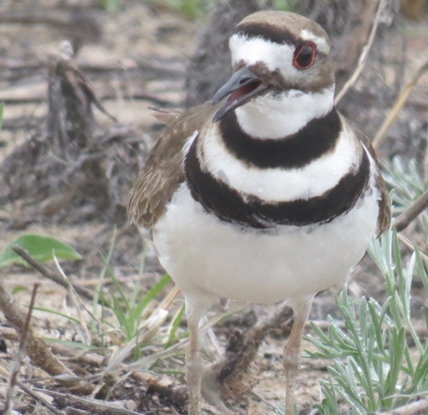 Killdeer