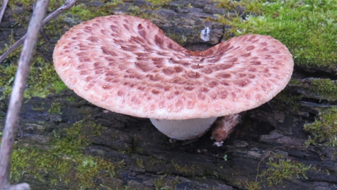 Pheasant's Back mushroom
