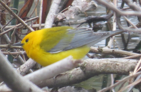 Prothonotary Warbler