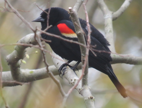 Redwing Blackbird