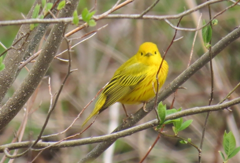Yellow Warbler