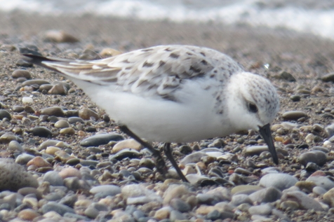 Sanderling
