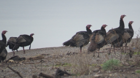 Turkeys