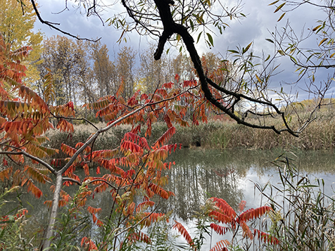 Photo of autumn in Canada, taken by Julia Minamata