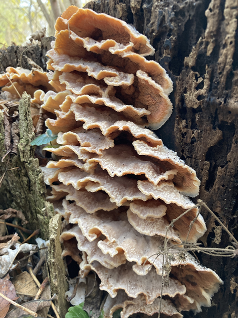 Mushrooms that look like frosted flakes