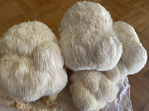 Lion's Mane mushrooms I grew from a kit!