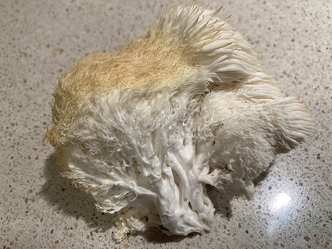 Lion's Mane mushroom cross-section