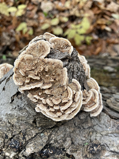 Mushroom photo I took in a park