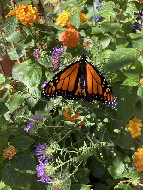 Last of the monarch butterflies my mom raised