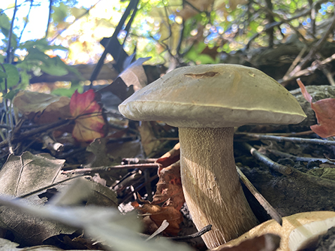 Mushroom I saw in an Ontario park