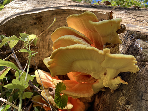 Chicken of the woods mushroom photo I took