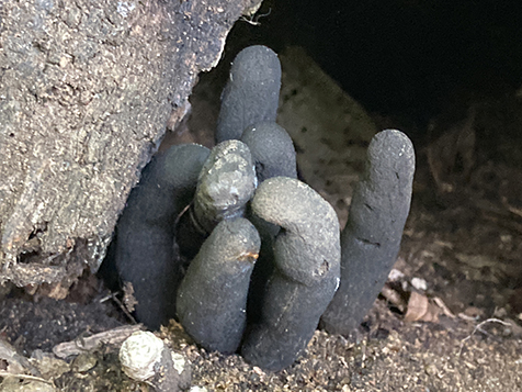 Mushroom (dead man's fingers) photo I took