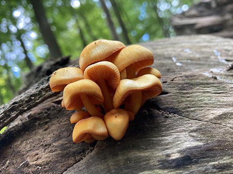 identified mushrooms I photographed