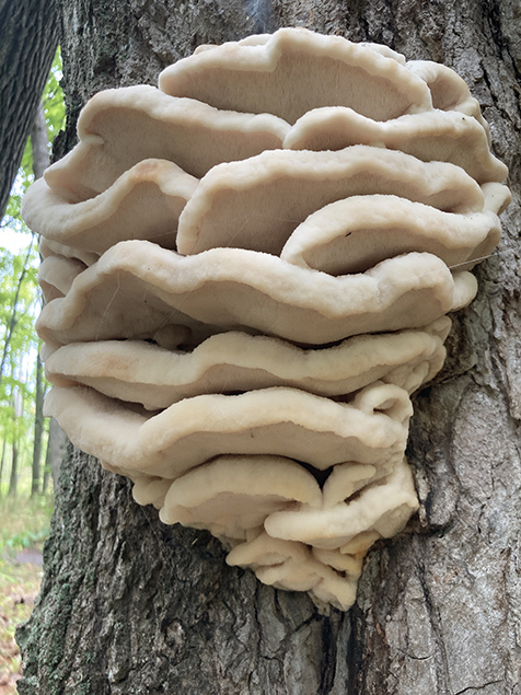 Mushroom photo I took