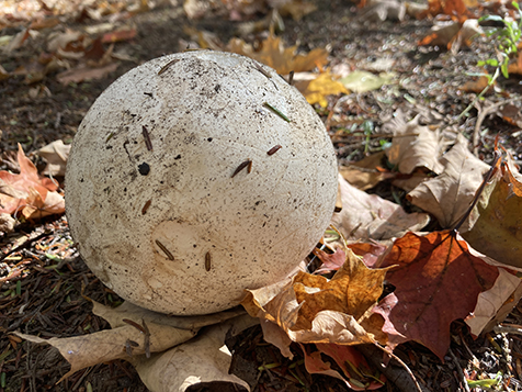 Giant puffball mushroom photo I took