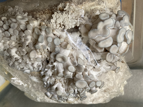 Blue oyster mushroom kit 1