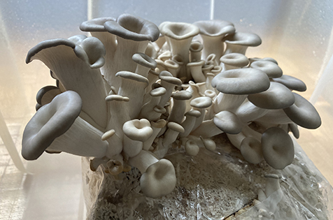 Blue oyster mushroom kit 2
