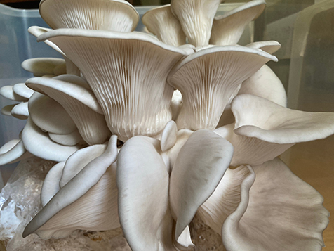 Blue oyster mushroom kit 3