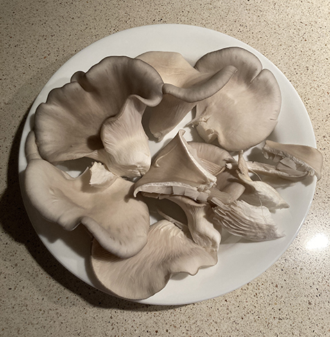 Blue oyster mushroom kit 3b
