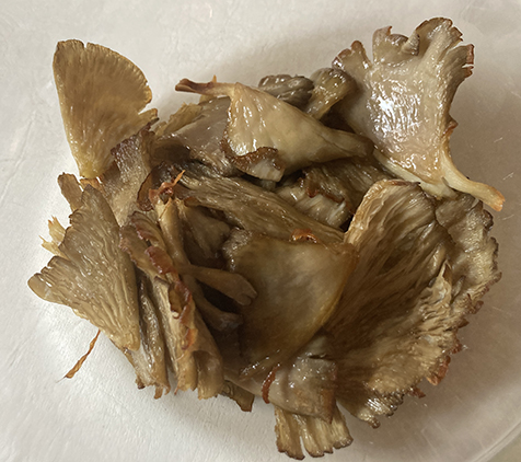 Blue oyster mushroom kit 4