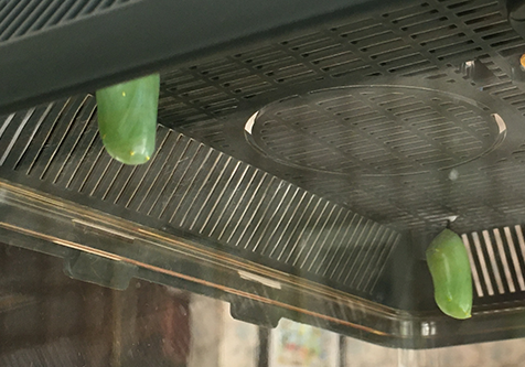 monarch cocoons