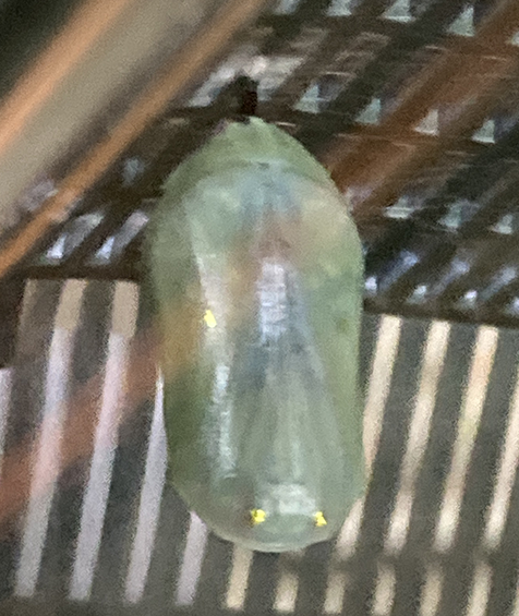 monarch nearly ready to emergy from chrysalis