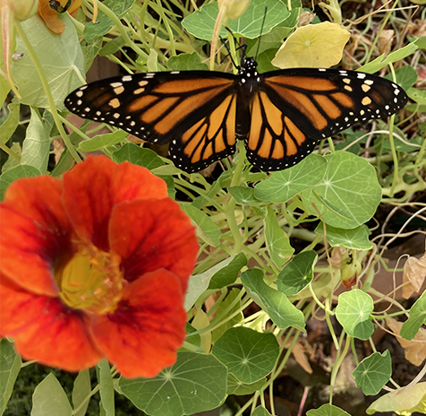monarch butterly outside